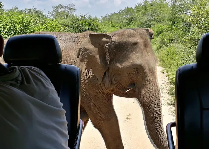 Big Game - Udawalawe By Eco Team
