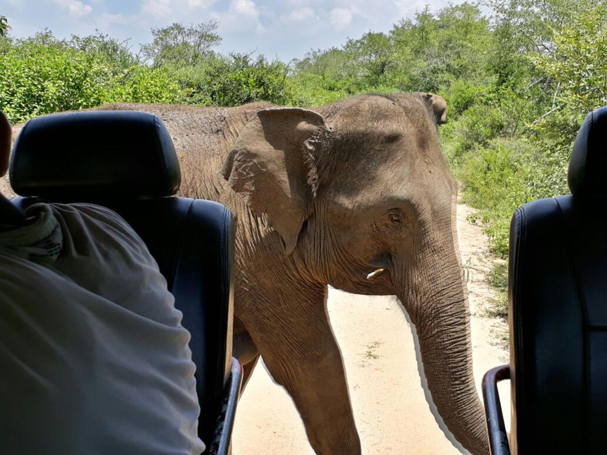 Big Game - By Eco Team Udawalawe