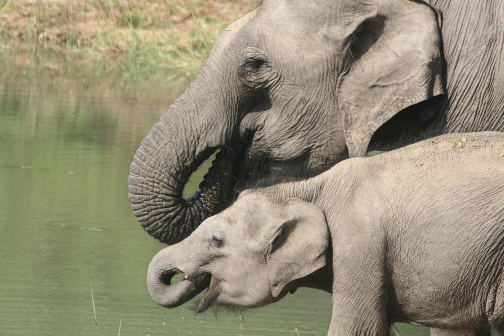 Big Game - By Eco Team Udawalawe