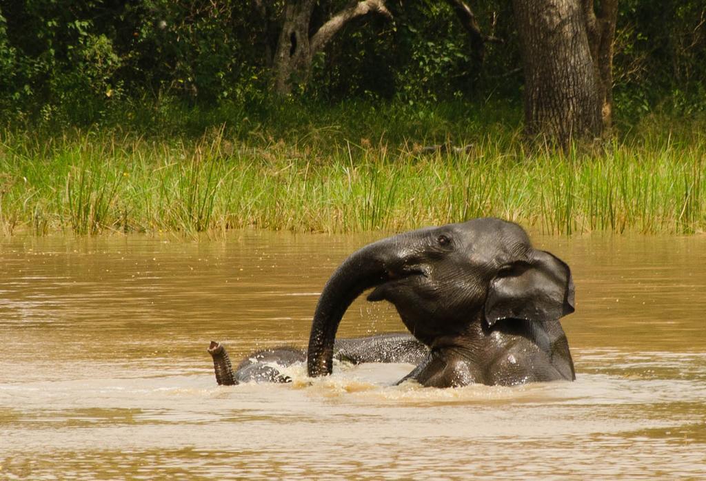 Big Game - By Eco Team 3*