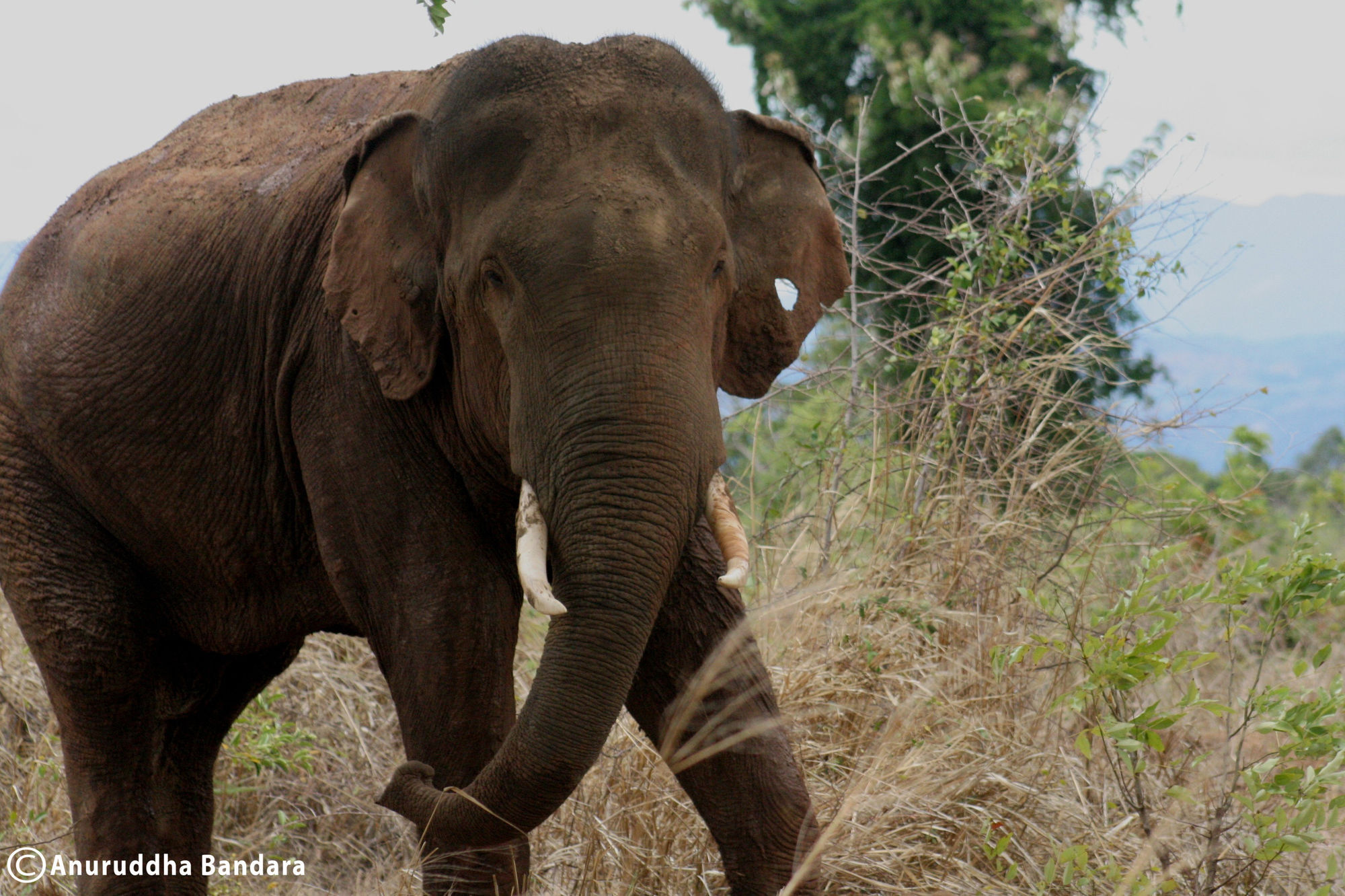 Big Game - By Eco Team Campingplatz Udawalawe